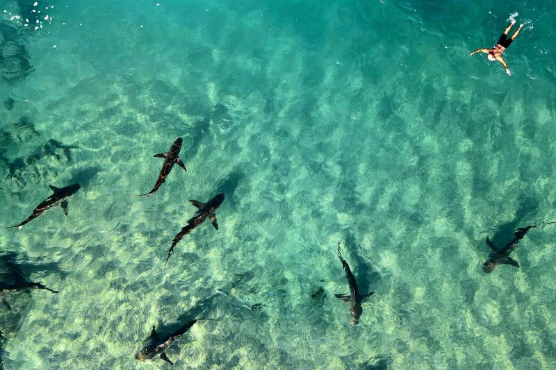 Für Hai und Rochen geht es bereits seit 45 Millionen Jahren bergab