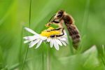 Garten-Forum+: Tipps und Tricks der Garten-Community
