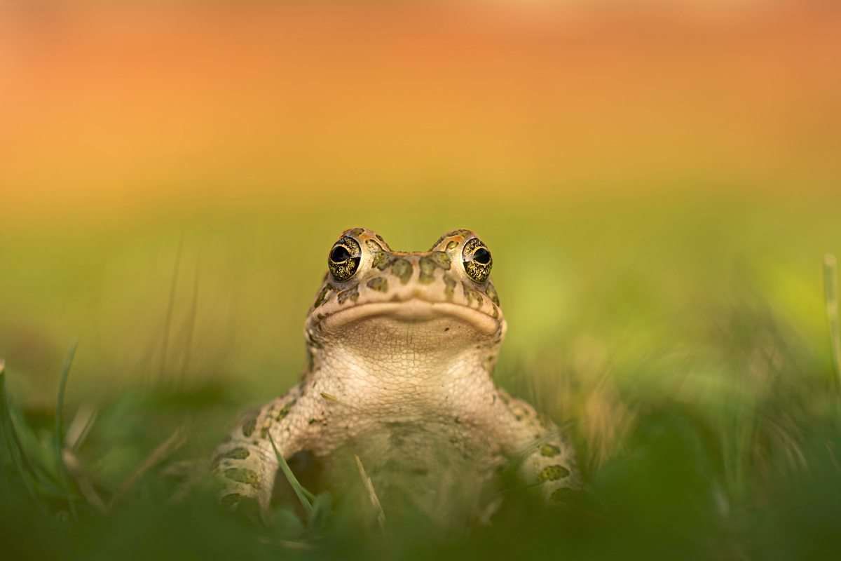 Detektivarbeit im Teich, um Frosch, Kröte und Molch zu schützen