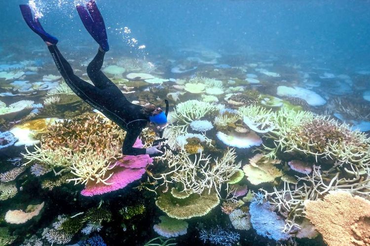 Unterwasseraufnahme Great Barrier Reef