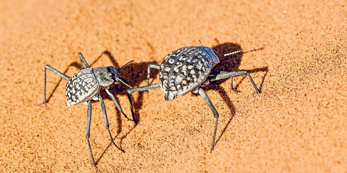 Trinkwasser so ausgeklügelt wie ein Wüstenkäfer sammeln