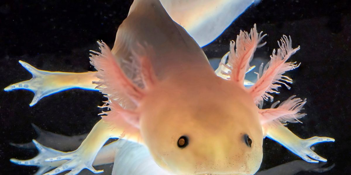 Wiener Axolotl-Forschende entschlüsseln, wie Gliedmaßen nachwachsen können