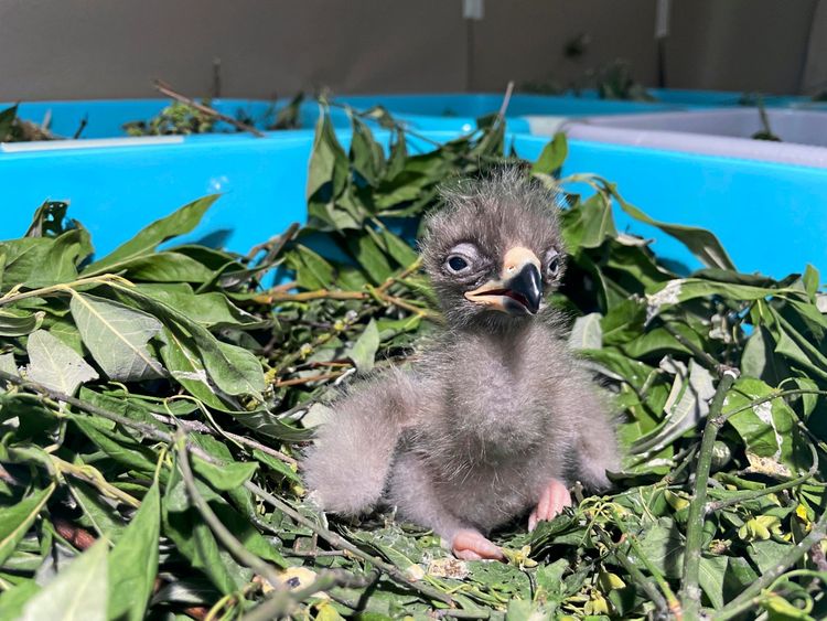 Ein flauschiges Vogeljunges mit grauem Gefieder und einem gelb-schwarzen Schnabel sitzt in einem Nest aus grünen Zweigen und Blättern in einer hellblauen Plastikbox.