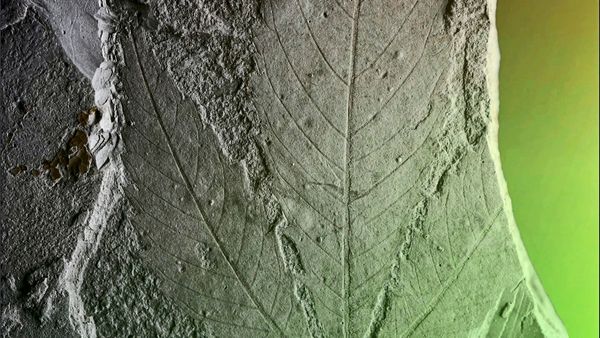 M-glicherweise-lteste-Cannabispflanze-der-Welt-in-Sachsen-Anhalt-gefunden