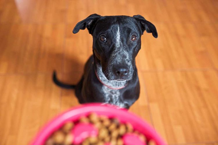 Ein schwarzer Kurzhaarhund wartet sitzend auf sein Fressen.