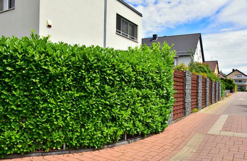 liguster atrovirens wachstum pro jahr Wintergrüner Liguster (Ligustrum vulgare 'Atrovirens') | 80-100 cm im Topf main image 0