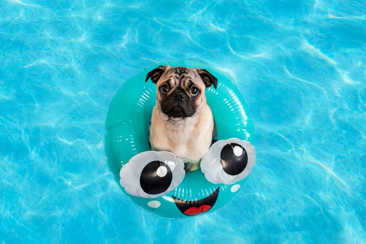 Ein Mops sitzt in einem türkisfarbenen Schwimmreifen mit großen Comic-Augen und einem lachenden Mund, umgeben von klarem, blauem Wasser.