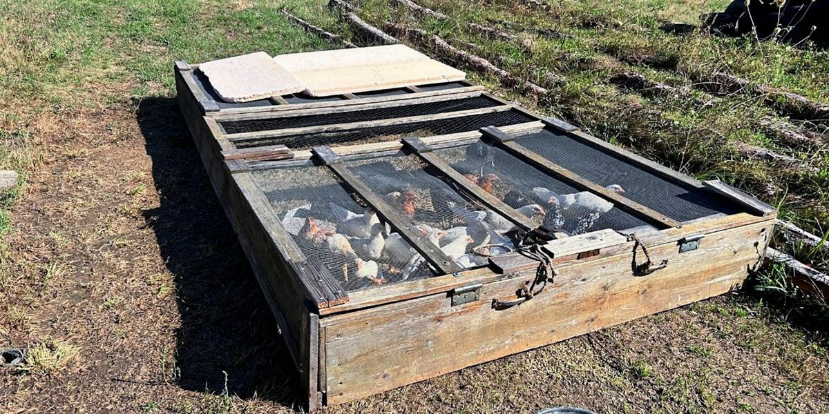 Police seized 160 animals from a 59-year-old in Burgenland