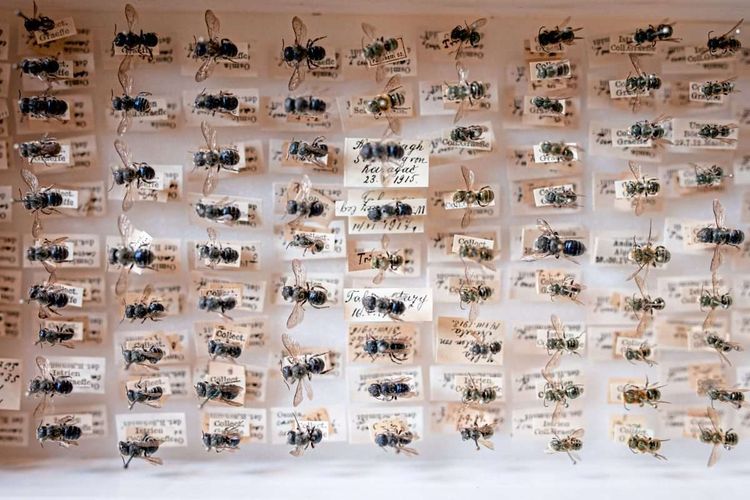 Auf Nadeln aufgespießte Insekten mit händisch beschriebenen Beschriftungszetteln
