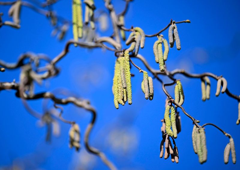 Pollensaison 2026 startete abrupt und bleibt pollenreich