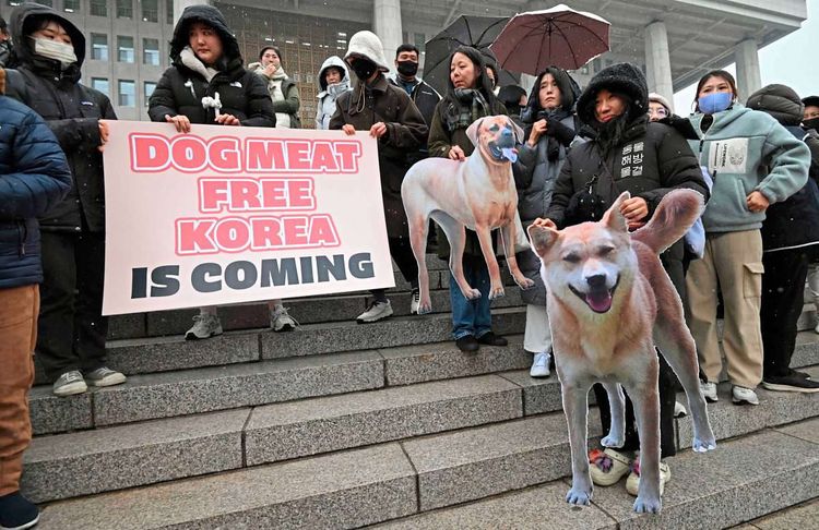 Tierschutzaktivisten feiern das neue Gesetz vor dem Parlament in Seoul.