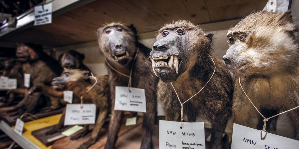 Er Tötete Jahrelang Wilde Tiere Die Ganze Wahrheit Über Den Tod Des Millionärs Am Büffel - 6rks689