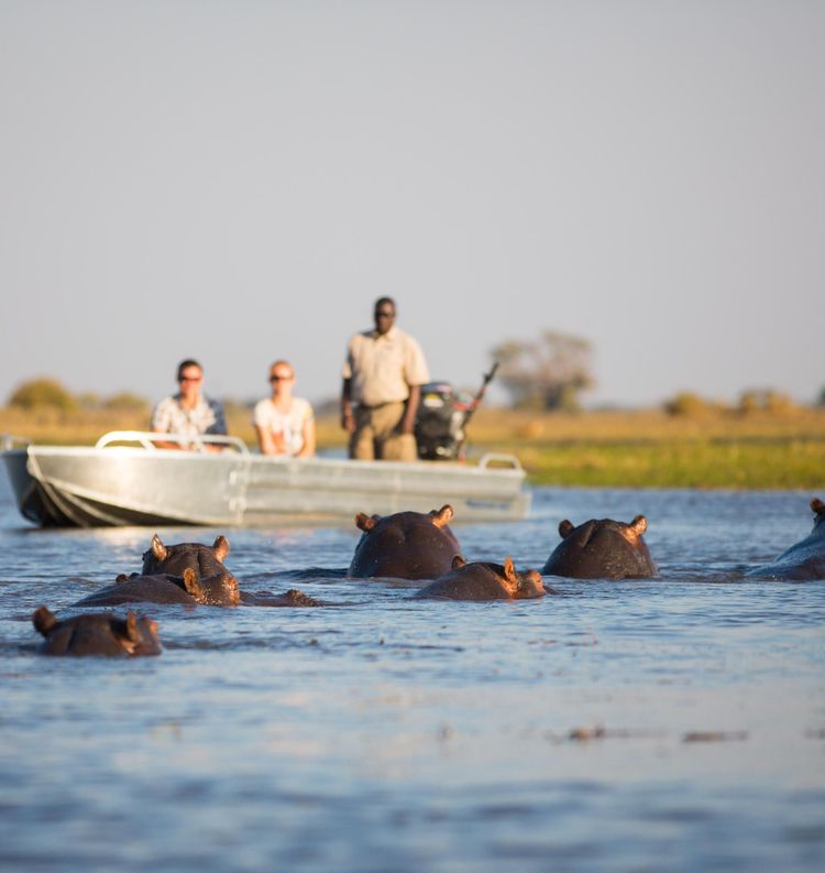 In Sambias wichtigstem Fluss, dem Sambesi, schauen Flusspferde auf neugierige Besucher.