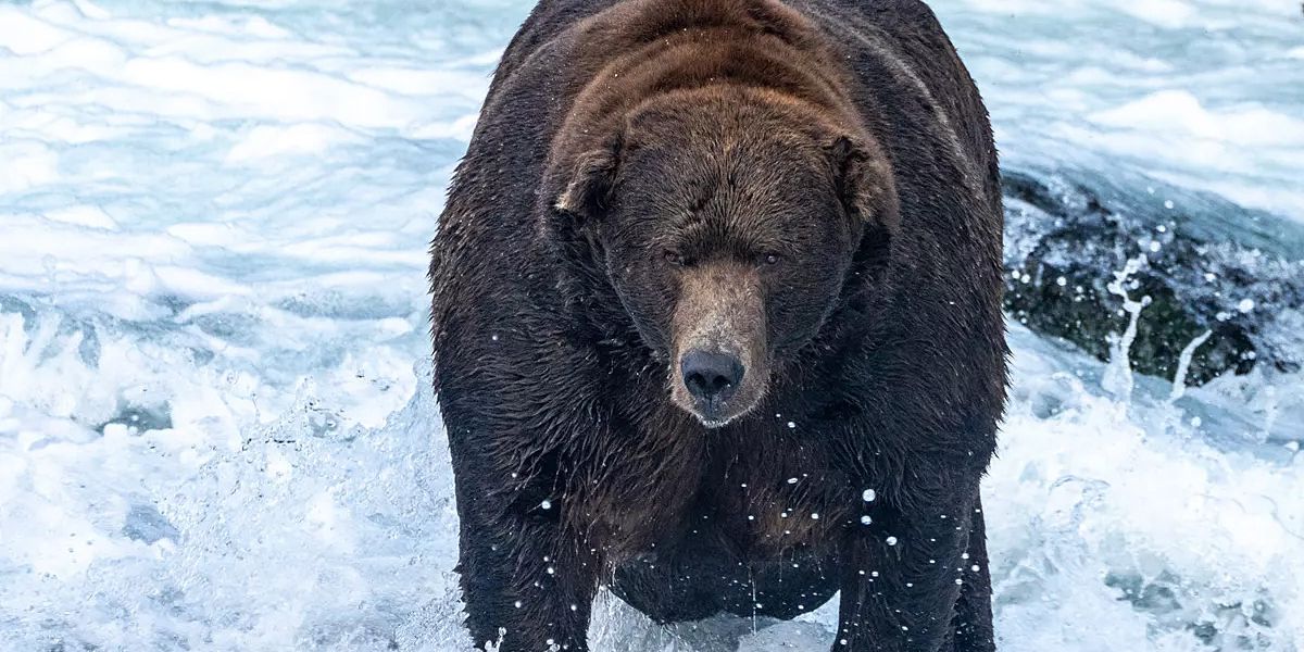 "Fat Bear"Wettbewerb KatmaiNationalpark hat wieder einen bärigen