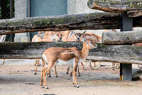 Ermittlungen-um-wom-glich-erschossene-Antilope-im-Tiergarten-Sch-nbrunn-eingestellt
