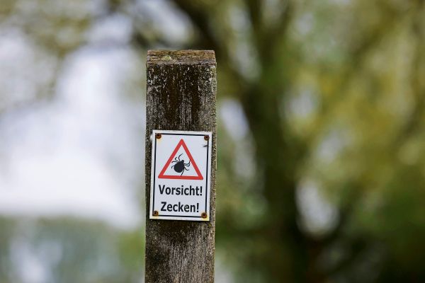 FSME-F-lle-im-Jahresvergleich-zur-ckgegangen