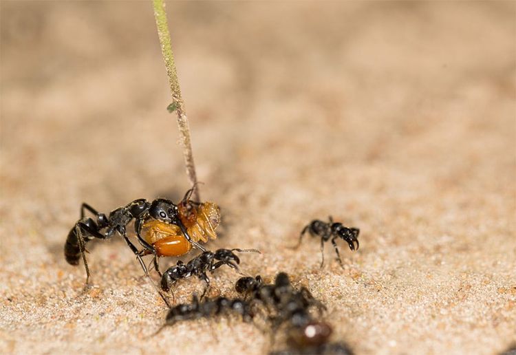Metabale-Ameise, Termite, Überfall