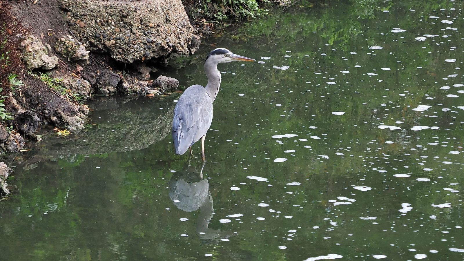 Das Bild zeigt einen großen, grauen Vogel mit langem Schnabel und langen Beinen, der im Wasser steht. Es handelt sich um einen Graureiher.