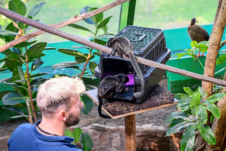 Ein Mann mit blondem Haar beobachtet zwei kleine Affen, die auf und in einer offenen Transportkiste auf einem erhöhten Podest klettern. Die Umgebung ist grün, mit Pflanzen und Ästen. Im Hintergrund ist ein Vogel sichtbar.