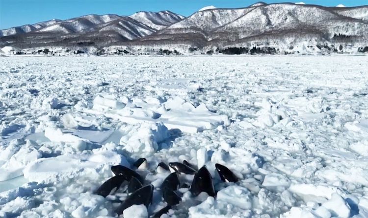 Orcas von Eis umschlossen