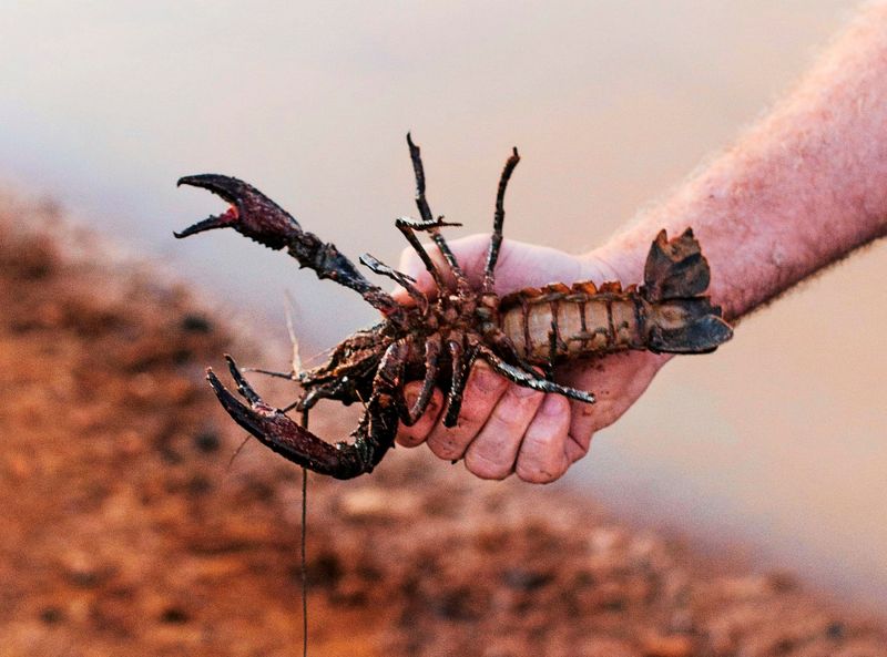 KI außer Rand und Band: OpenClaw verwüstete Postfach von Metas KI-Sicherheitschefin