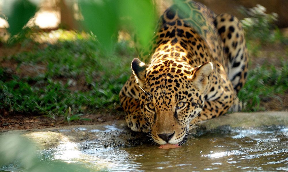 Wirtschaft engt Lebensraum des Jaguars gefährlich ein Natur derStandard.at › Wissenschaft