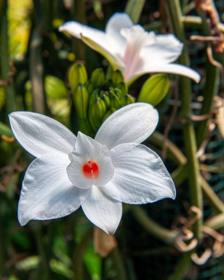 Weiß blühende Vanilla madagascariensis