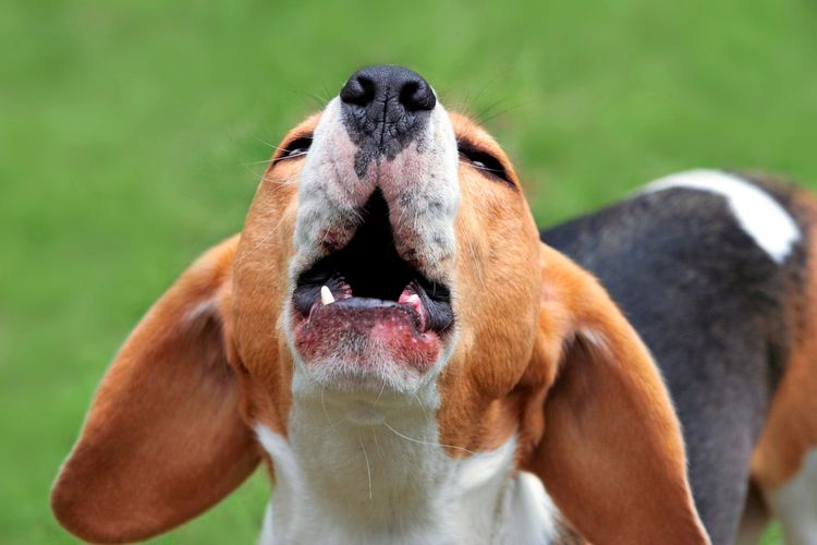 Ein Beagle mit braun-weißer Fellfarbe ist zu sehen, der den Kopf nach oben richtet und sein Maul geöffnet hat, vermutlich beim Bellen. Der Hintergrund ist unscharf und grün.