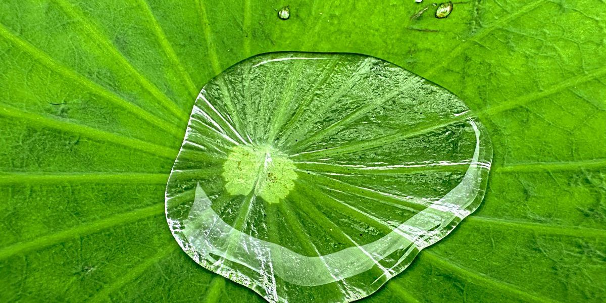 La tecnologia “Foglie Artificiali” produce anche idrogeno verde dall’acqua sporca
