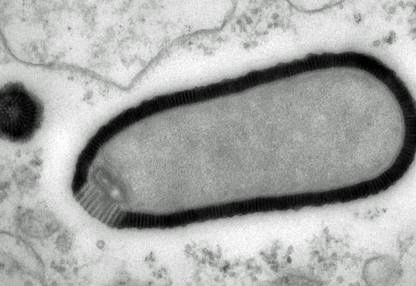 Foto: : Julia Bartoli/Chantal Abergel, IGS/CNRS-AMU