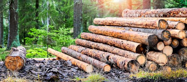 -sterreich-muss-sparen-Doch-auf-Wunsch-der-VP-gibt-es-f-r-Waldbesitzer-weiterhin-Millionen