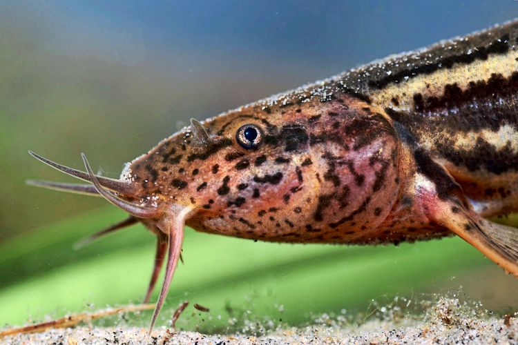 Nahaufnahme eines Schlammpeitzgers (Misgurnus fossilis), einem länglichen Fisch mit dunkler, fleckenartiger Musterung und Barteln am Maul. Der Fisch befindet sich am Gewässerboden.