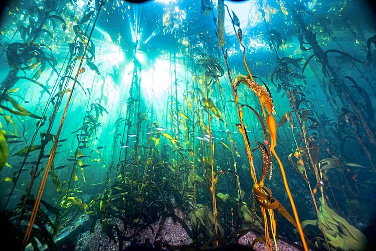 Eine Unterwasseraufnahme, von unten richtung Oberfläche gesehen, Licht in Strahlen, hohe Algengewächse