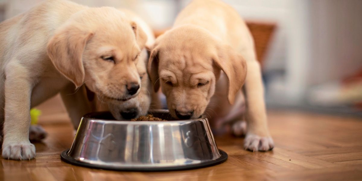 Auch Hunde schaden dem Klima – veganes Futter könnte helfen