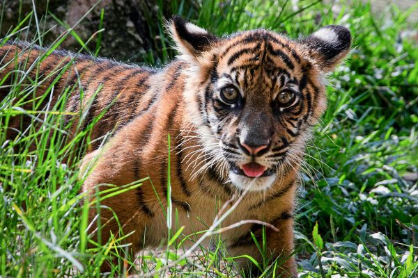 Indien-ermittelt-wegen-unnat-rlichen-Tods-von-f-nf-Tigern