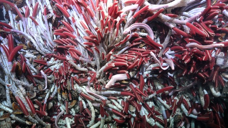 Eine Ansammlung rosafarbene Röhrenwürmer in der Tiefsee.