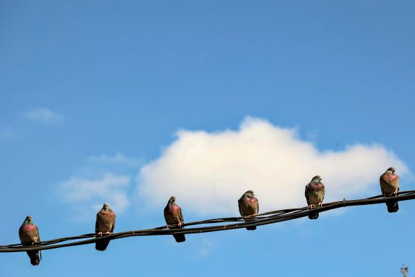 Der-Magnetsinn-von-Tauben-d-rfte-im-Gleichgewichtsorgan-sitzen