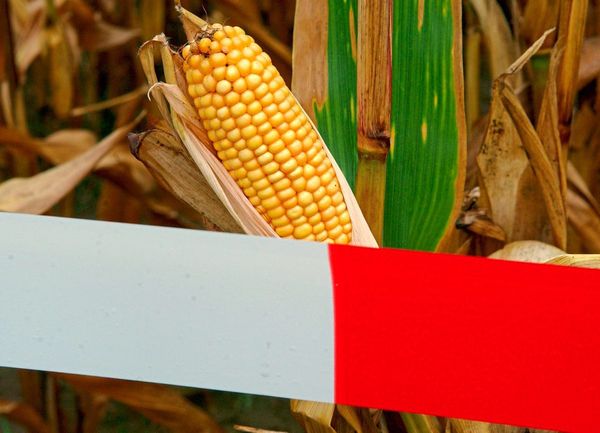 Foto: Patrick Pleul dpa