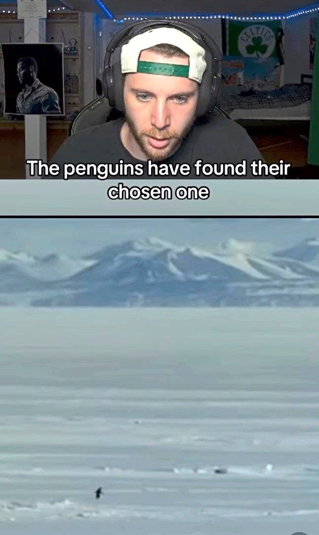 Ein einsamer Pinguin rührt das Internet – die ÖVP erinnert er an Stocker