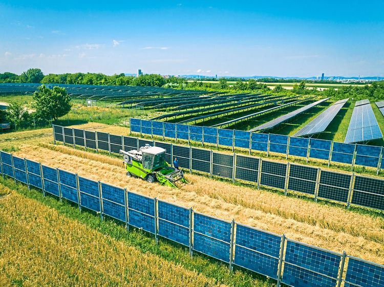Traktor erntet Getreide in einem Feld zwischen vertikal stehenden Solarmodulen