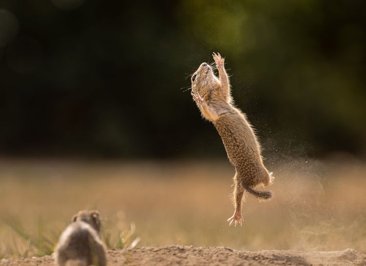 Eine Bilderserie aus Österreich ist auch unter den Gewinnern! Sie stammt von der Ungarin Tímea Ambrus und zeigt ein Erdhörnchen bei seinem erfolglosen Flugversuch. Das Tier springt ...