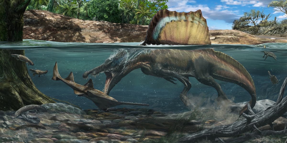 Neue Knochenanalysen lösen das Rätsel um den größten Raubsaurier – die Natur