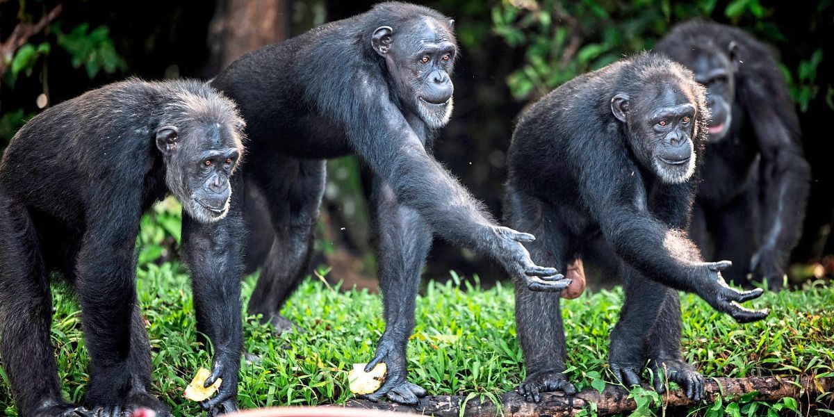 Lösegeldforderung für Schimpansenbabys aus Schutzstation alarmiert Tierschützer