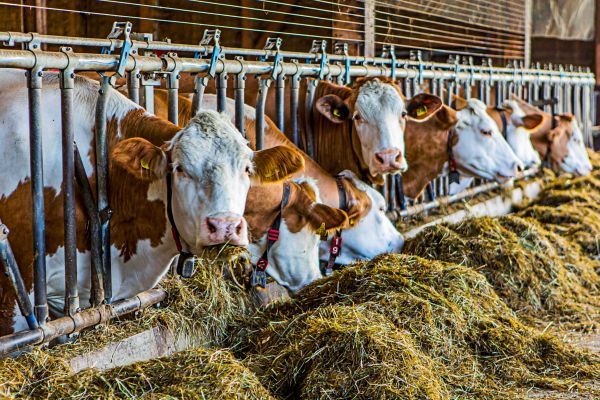 Was-vom-K-se-brig-bleibt-k-nnte-bald-Pflanzen-d-ngen