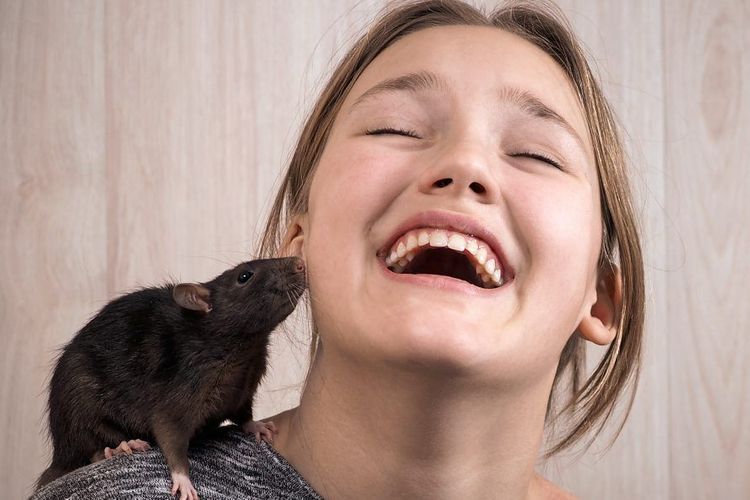 Eine Ratte sitzt auf der Schulter eines lachenden Mädchens