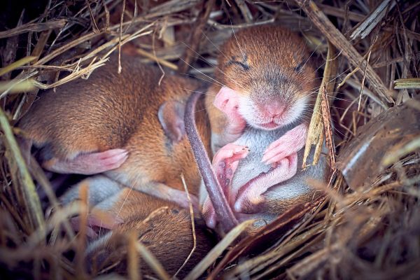 Mäusebabys können künftig zwei Väter haben Natur derStandard.at