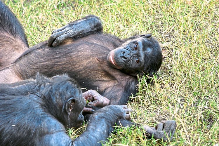 Zwei Bonobos liegen im Gras, ein Tier liegt auf dem Rücken und kratzt sich den Bauch, das andere kratzt oder streichelt das erste Individuum am Arm.