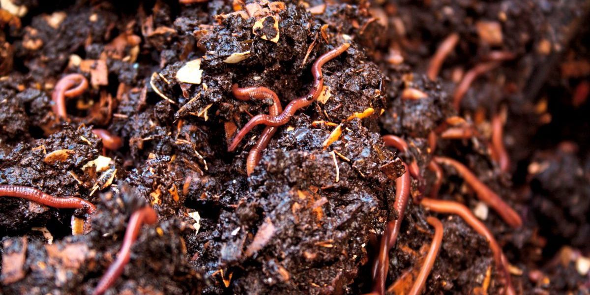 Wurmkisten Was tausende Würmer in der Küche bringen Bauen & Wohnen derStandard.at › Immobilien