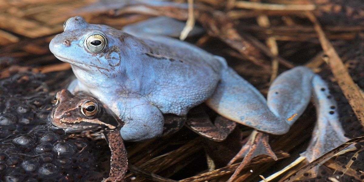 Carinthians receive blue frogs from Vienna