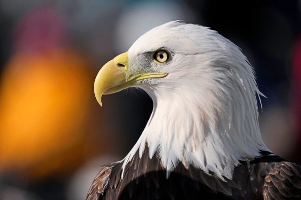 Odermatt-rast-mit-fabelhaftem-Steilhang-zum-Abfahrtssieg-in-Beaver-Creek